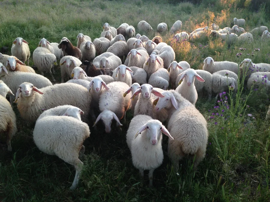 Herdade dos Esquerdos